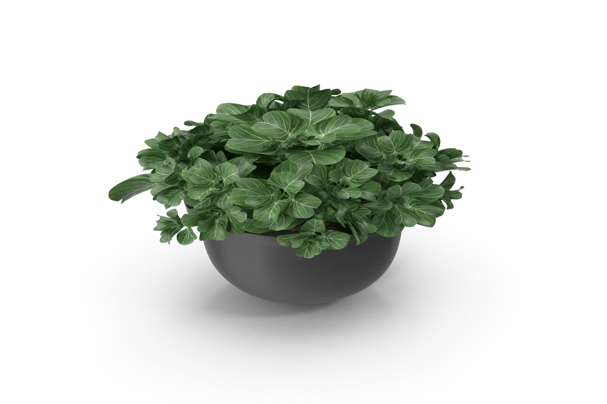 Smaller post detail image.